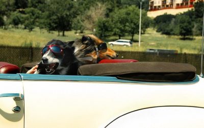 Safety Tips When Driving With Pets